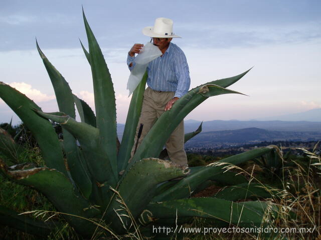 Proyecto San Isidro - Foto