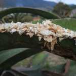 Maguey Raspado