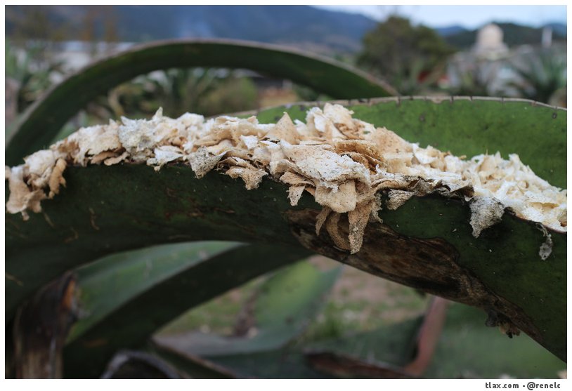 Maguey Raspado